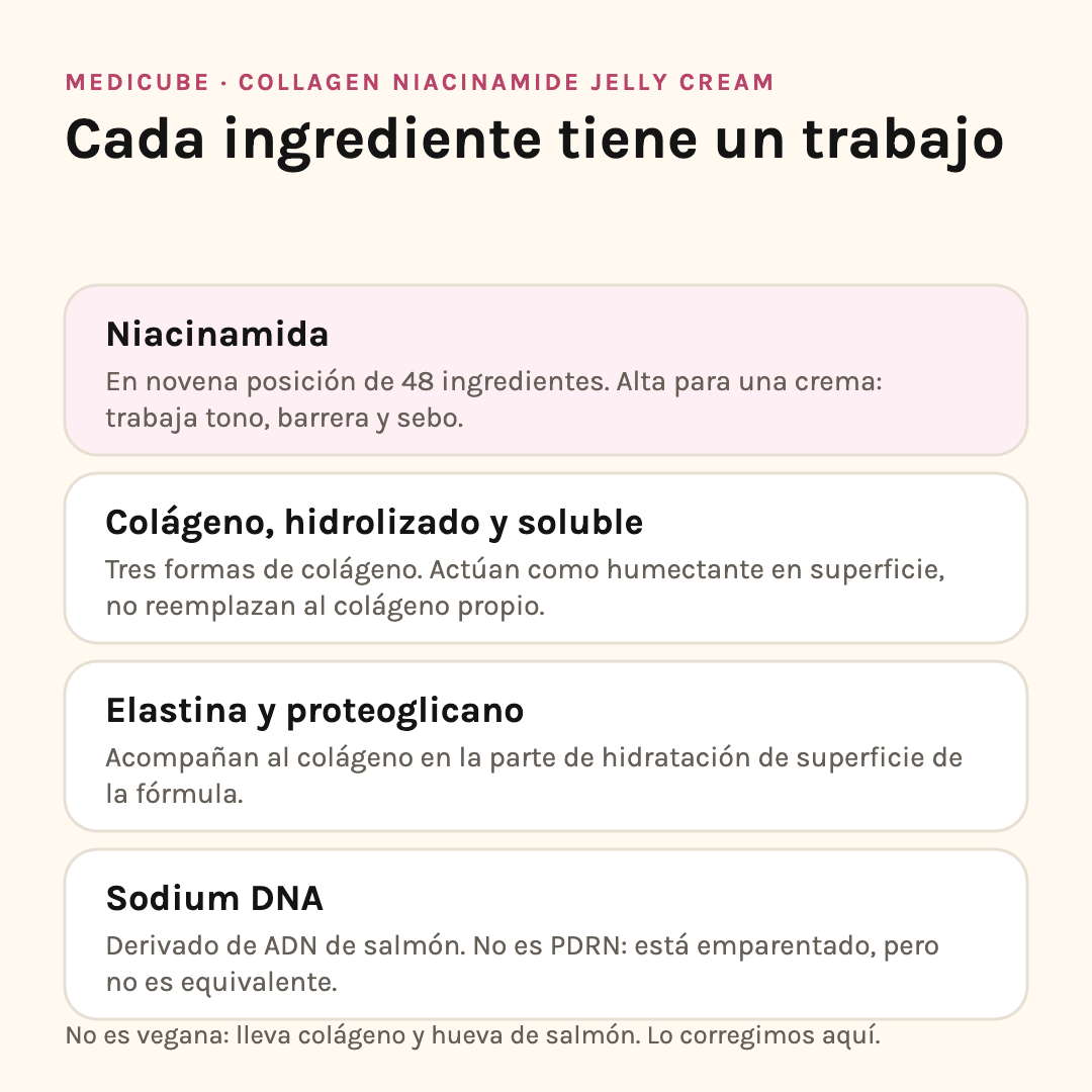 Ingredientes de la Medicube Collagen Jelly Cream: niacinamida, tres colágenos, elastina y sodium DNA