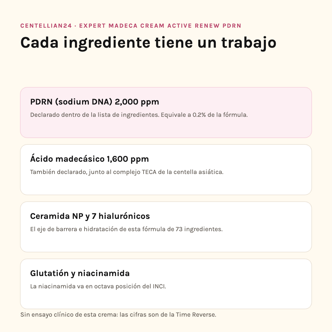 Ingredientes de Centellian24 Active Renew PDRN: PDRN 2,000 ppm, ácido madecásico, ceramida NP y niacinamida